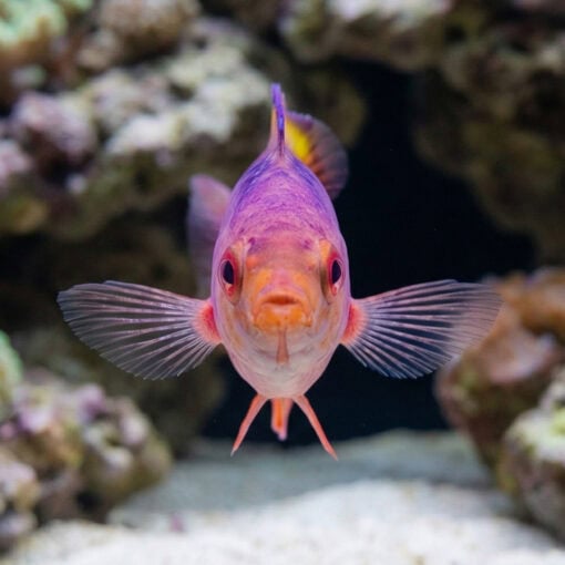Blue Diamond Creole Wrasse - Image 2