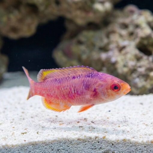 Blue Diamond Creole Wrasse - Image 3