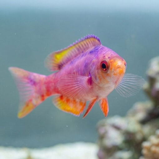 Blue Diamond Creole Wrasse - Image 4