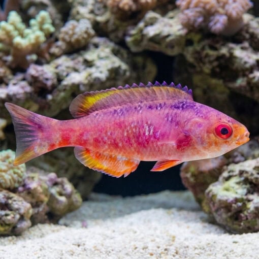 Blue Diamond Creole Wrasse - Image 5