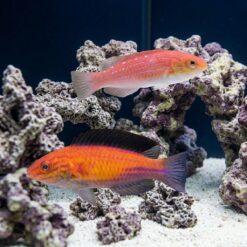 Crescent Tail Fairy Wrasse