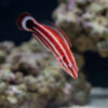 Crescent-Tail Hogfish