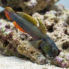 Crested Oyster Goby