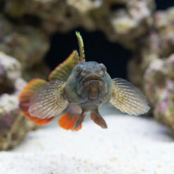 Alternative view of Crested Oyster Goby
