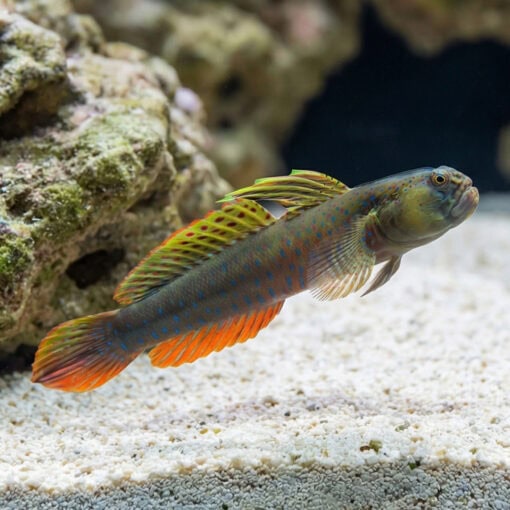 Crested Oyster Goby - Image 3