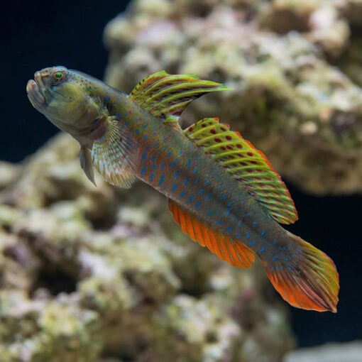Crested Oyster Goby - Image 5