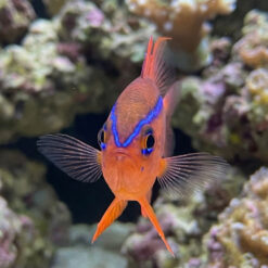 Alternative view of Cross's Damsel