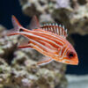 Crown Squirrelfish