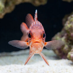 Alternative view of Crown Squirrelfish
