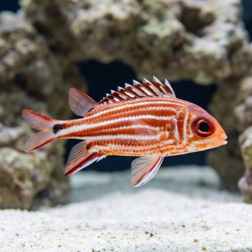 Crown Squirrelfish - Image 3