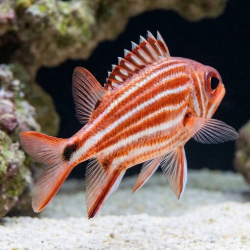 Crown Squirrelfish - Image 5