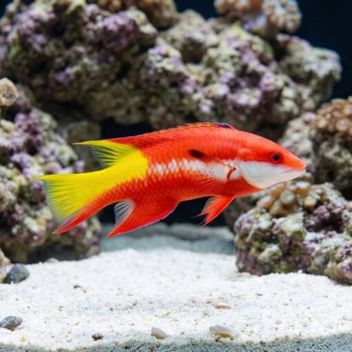 Cuban Hogfish