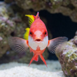Alternative view of Cuban Hogfish