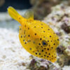 Cubicus Boxfish