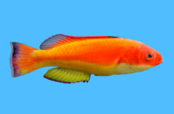 Fairy, Hooded Flame Male 2.5 inches