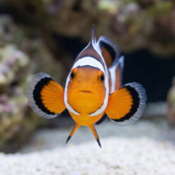 Alternative view of DaVinci Ocellaris Clownfish: Captive Bred Grade A