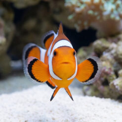 Alternative view of DaVinci Ocellaris Clownfish: Captive Bred Grade B