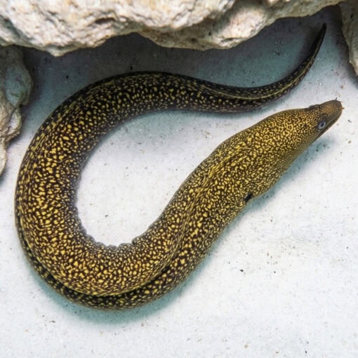 Banana Moray Eel - Image 4