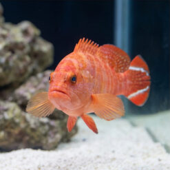 Alternative view of Red V-Tail Grouper