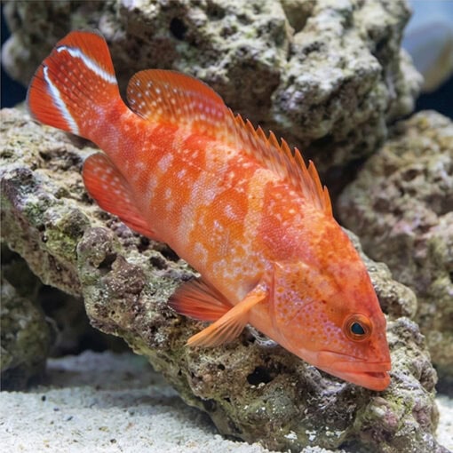 Red V-Tail Grouper - Image 3