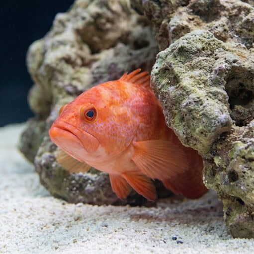 Red V-Tail Grouper - Image 4