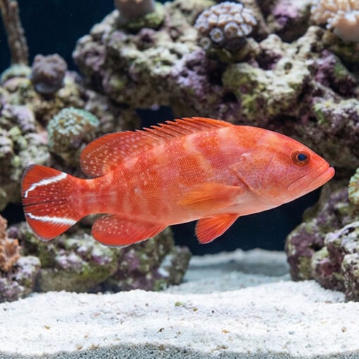 Red V-Tail Grouper - Image 5
