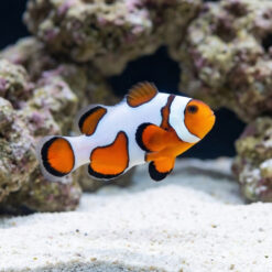 DaVinci Extreme Ocellaris Clownfish: Captive Bred