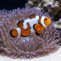 DaVinci Ocellaris Clownfish: Captive Bred Grade A