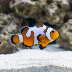 DaVinci Ocellaris Clownfish: Captive Bred Grade A