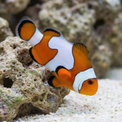 DaVinci Ocellaris Clownfish: Captive Bred Grade B
