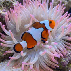 DaVinci Ocellaris Clownfish: Captive Bred Grade B