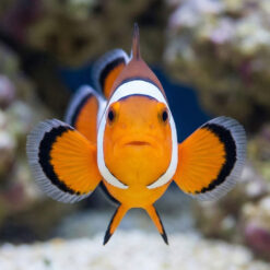 Alternative view of DaVinci Extreme Ocellaris Clownfish: Captive Bred