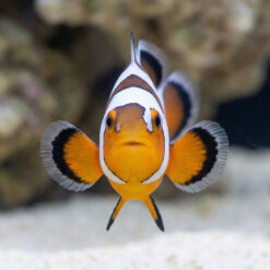 Alternative view of DaVinci Ocellaris Clownfish: Captive Bred Grade A