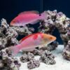 Debelius Fairy Wrasse