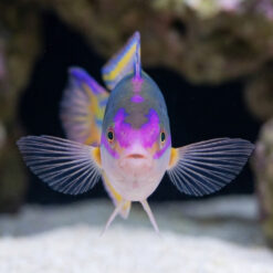 Alternative view of Royal Pencil Wrasse