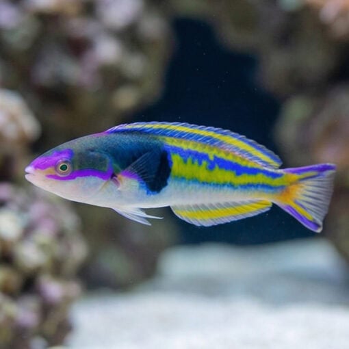 Royal Pencil Wrasse - Image 3