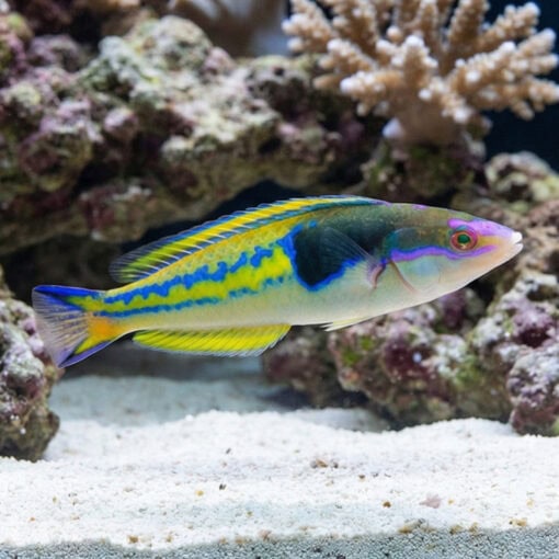 Royal Pencil Wrasse - Image 4