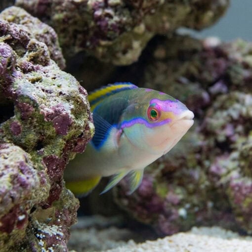 Royal Pencil Wrasse - Image 5