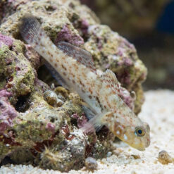 Decorated Goby