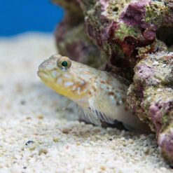 Alternative view of Decorated Goby