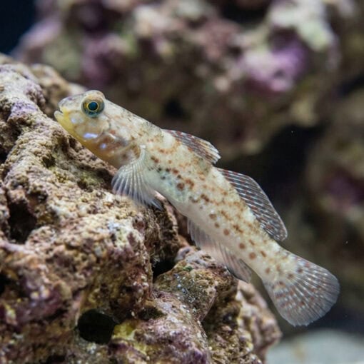 Decorated Goby - Image 3