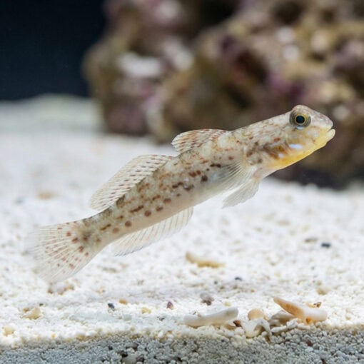 Decorated Goby - Image 4