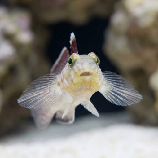 Decorated Goby - Image 5
