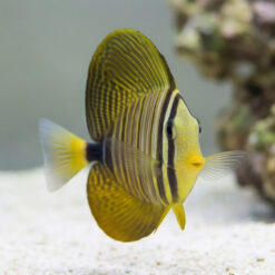 Alternative view of Desjardinii Sailfin Tang