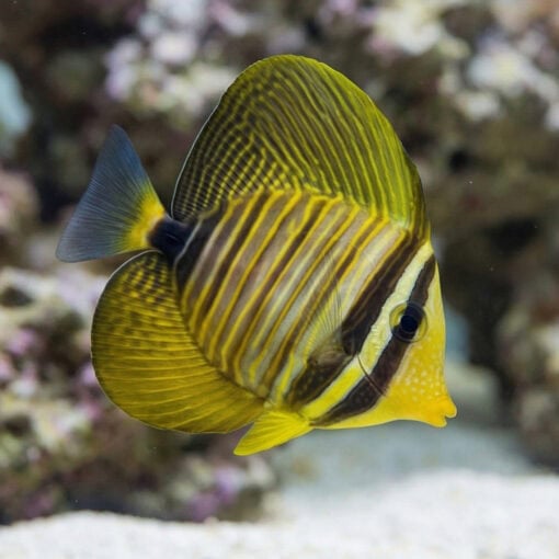 Desjardinii Sailfin Tang - Image 3