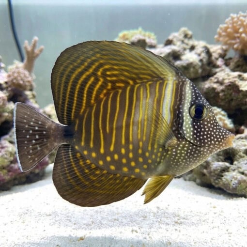 Desjardinii Sailfin Tang - Image 4