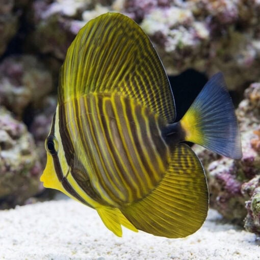 Desjardinii Sailfin Tang - Image 5