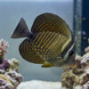 Desjardinii Sailfin Tang