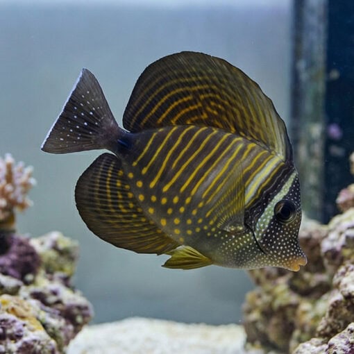 Desjardinii Sailfin Tang