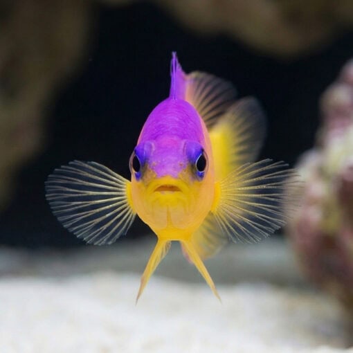 Bicolor Dottyback - Image 2